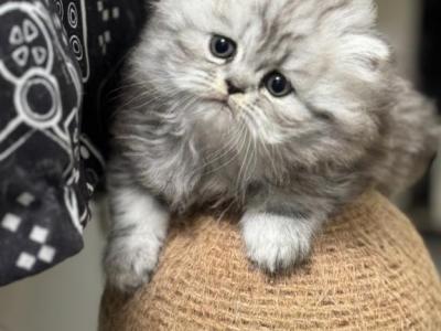 Cat - Persian - Gallery Photo #1