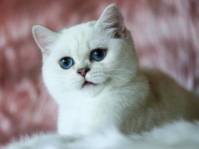 Sunglowbri Diamond - British Shorthair - Gallery Photo #1