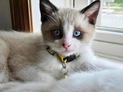 Ragamese Kittens Siamese Ragdoll Mix - Ragdoll - Gallery Photo #1