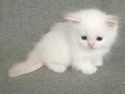 REDUCED Munchkin Flame Point Himalayan - Munchkin - Gallery Photo #1