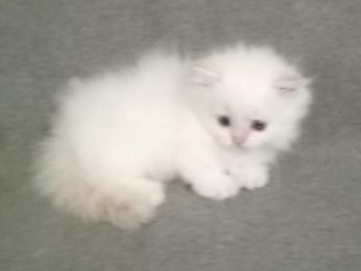 Munchkin Flame Point Himalayan - Munchkin - Gallery Photo #1