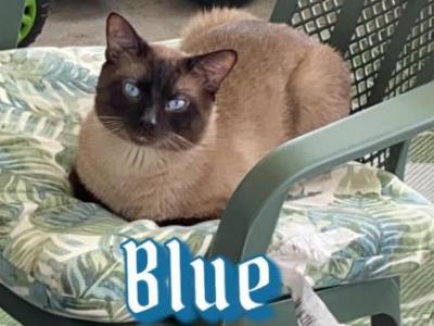 Blue - Siamese - Gallery Photo #1