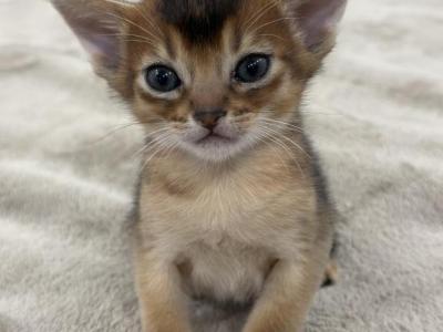 Leo - Abyssinian - Gallery Photo #1