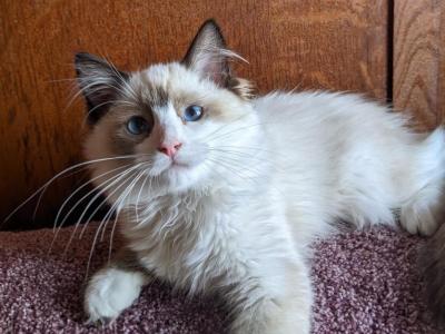 TICA Bicolor Ragdoll Kitten Female - Ragdoll - Gallery Photo #1