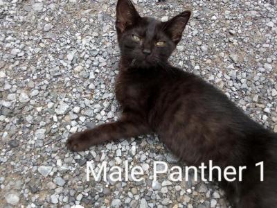 Panther 1 - Domestic - Gallery Photo #1