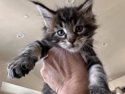 Norcals Kitty - Maine Coon - Gallery Photo #1