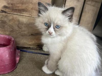 Male Ragdoll - Ragdoll - Gallery Photo #1