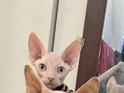 Rio - Sphynx - Gallery Photo #1