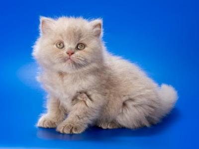 Victorian Longhair - British Shorthair - Gallery Photo #1