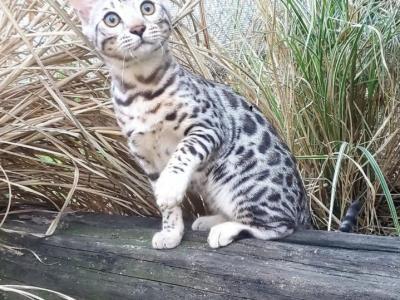 Giannisbengal Bengal Kittens - Bengal - Gallery Photo #1