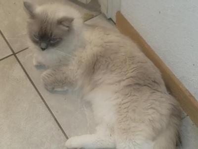 Hardy - Ragdoll - Gallery Photo #1