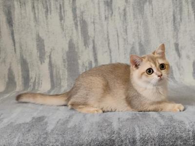 Cindy - British Shorthair - Gallery Photo #1