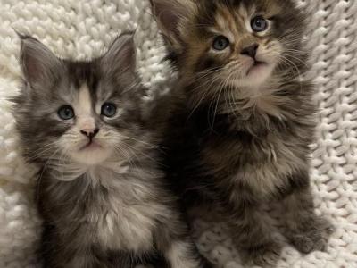 Mainecoon Kittens - Maine Coon - Gallery Photo #1