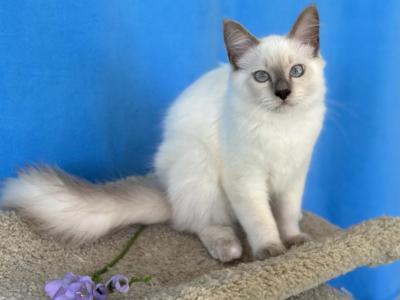 Prince - Ragdoll - Gallery Photo #1