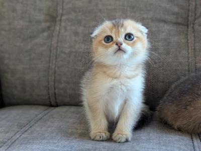 Scottish Fold Boy - Scottish Fold - Gallery Photo #1