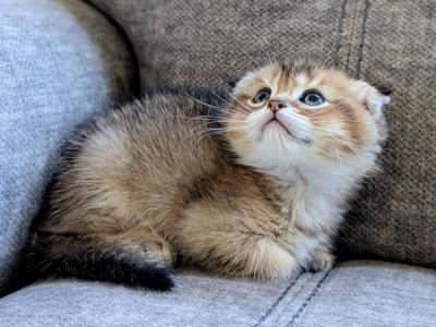 Scottish Fold Boy 2 - Scottish Fold - Gallery Photo #1