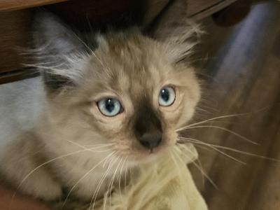 Sweetie - Ragdoll - Gallery Photo #1