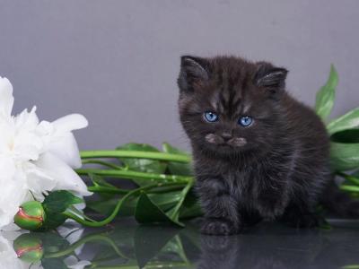 Quimby - British Shorthair - Gallery Photo #1