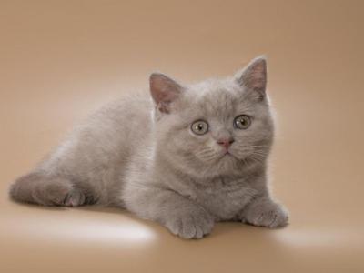 Robert - British Shorthair - Gallery Photo #1