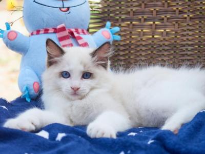 Henry - Ragdoll - Gallery Photo #1