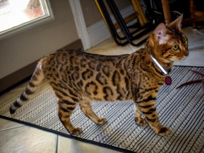 Kahlua - Bengal - Gallery Photo #1