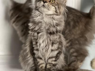 Anastasia - Maine Coon - Gallery Photo #1