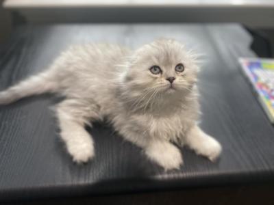 Mini Richa - Scottish Fold - Gallery Photo #1