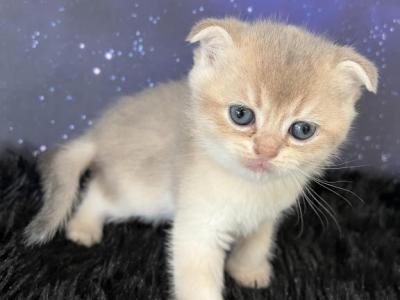 Quattro Scottish Fold Blue Golden Boy - Scottish Fold - Gallery Photo #1