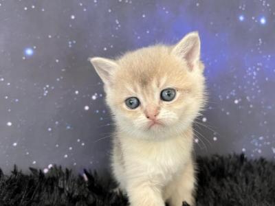 Quebec Scottish Fold Blue Golden Shaded Girl - Scottish Fold - Gallery Photo #1