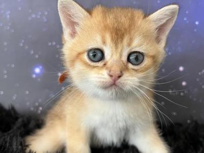 Quincy Scottish Fold Golden Shaded Boy - Scottish Fold - Gallery Photo #1