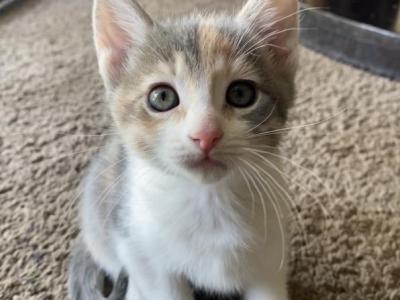 Female Calico Kitten - Domestic - Gallery Photo #1