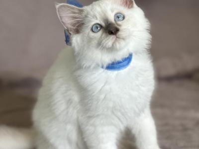 Morsel - Ragdoll - Gallery Photo #1