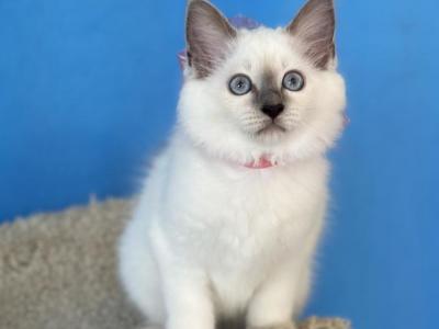 Gina - Ragdoll - Gallery Photo #1