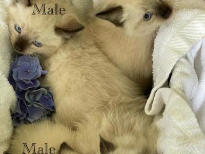 Mixed Breed Litter Of Five - Domestic - Gallery Photo #1