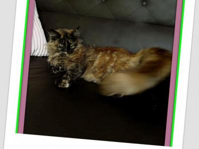 Carmen - Maine Coon - Gallery Photo #1