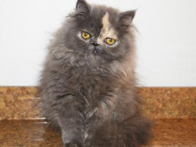 Persian Jewel Cattery 4 - Persian - Gallery Photo #1