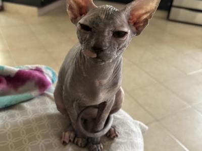 Patchy1 - Sphynx - Gallery Photo #1