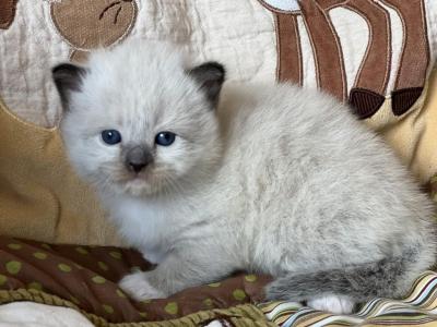 Seal Point Mitted Carries Choco Cinnamon & Dilute - Ragdoll - Gallery Photo #1