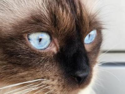 Blue And Grace - Siamese - Gallery Photo #1