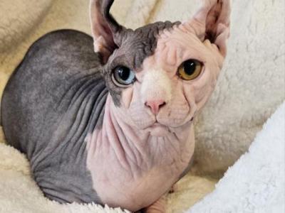 Stud Service  DBE Domenant Blue Eyes Odd Eyes - Sphynx - Gallery Photo #1