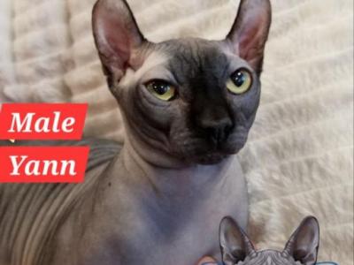 Stud Service Available Black Male Yann TiCA Regist - Sphynx - Gallery Photo #1