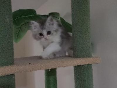 Scottish Chinchilla Kitten - Scottish Straight - Gallery Photo #1