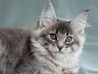 Wolchok - Maine Coon - Gallery Photo #1