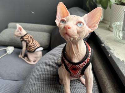 Ozzy - Sphynx - Gallery Photo #1