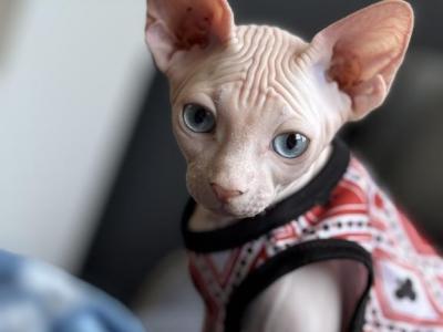 Ozzy Cat - Sphynx - Gallery Photo #1