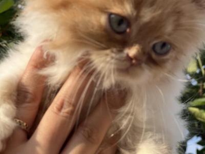 Caramel Litter - Persian - Gallery Photo #1