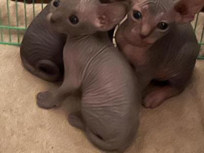 Sphynx Kittens - Sphynx - Gallery Photo #1