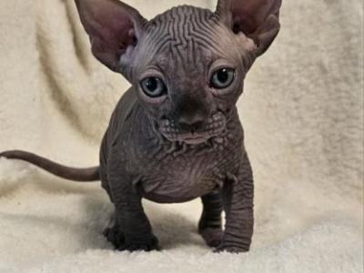 Black Boy Lucas TiCA Registered - Sphynx - Gallery Photo #1