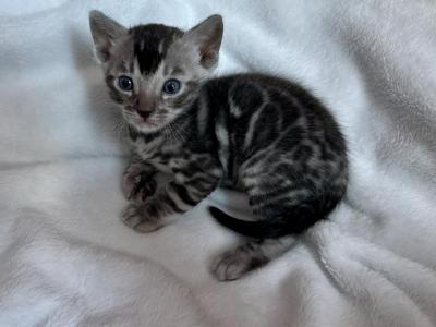 Bluey - Bengal - Gallery Photo #1