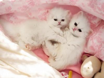 Pure White Kitten - Persian - Gallery Photo #1